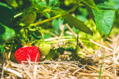 Taze büyüyen çilek için olgun başlayan yakın çekim