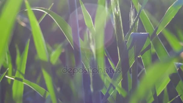 小麦茎秆移动的在风中温暖春日傍晚夕阳的光线照明弹。浅景深关闭 — 图库视频影像