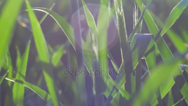 Tarwe stam verplaatsen door de wind in warme lente avondzon licht fakkels. Ondiepe scherptediepte close-up — Stockvideo