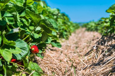 Çilek alan. Bahçe-yatak biraz olgun meyve ile. Arka plan mavi gökyüzünde