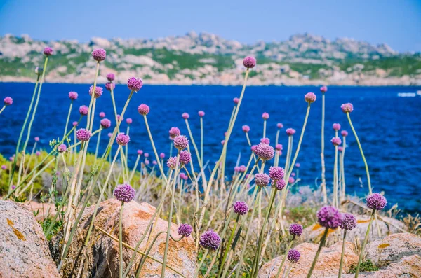 Wild onion leek growing between granite rocks on beautiful Sardinia island . Blue see and an other island on background, Sardegna, Italy