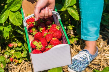 Karton kutu sepet lezzetli taze çekilmiş çilek ile tutan kadın