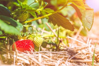 Taze büyüyen çilek için olgun başlayan yakın çekim