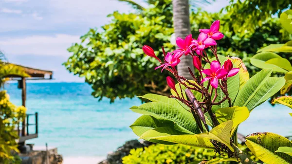 Větev tropických růžových květů plumériemi Plumeria s palmovým stromem, pláží a oceánem na pozadí — Stock fotografie