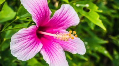 Hibiscus rosa-parlak renkli sinensis güzel tropikal çiçek