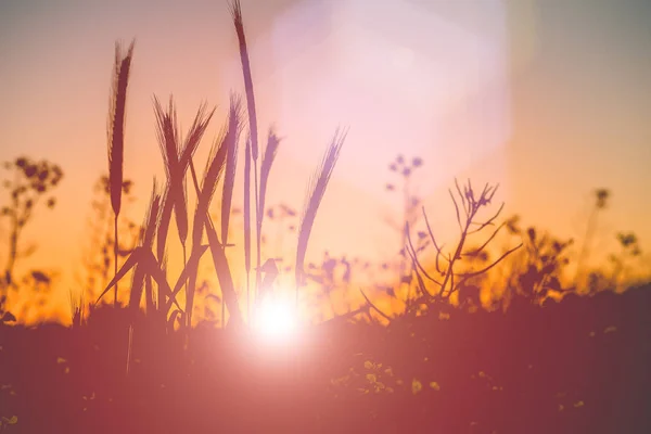 Silhueta de espigas de trigo durante o pôr do sol luz quente subir através do trigo . — Fotografia de Stock