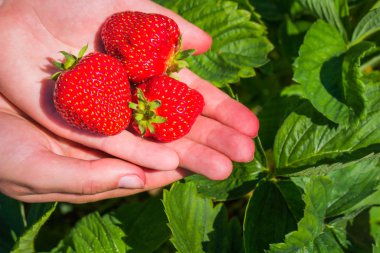 Üç taze lezzetli çilek Çilek bitkiler üzerine düzenlenen aldı