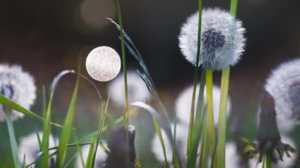 Heads of dandelion flower slightly moved by the wind, sunlight flares and round bokeh playing in background — Stock Video