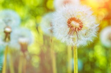 Güneş fişekleri altında dandelions blowballs tohumlar downwind başlatmak hazırsınız