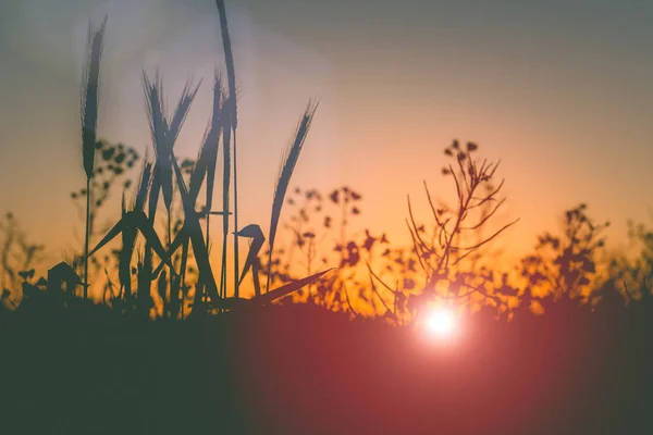 Silhueta de espigas de trigo durante o pôr do sol luz quente subir através do trigo . — Fotografia de Stock