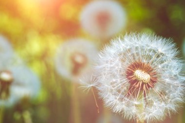 Dandelions blowball baş yakın güneş altında fişekleri tohum downwind başlatmak hazırsınız