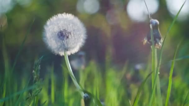 Diente de león oído ligeramente movido por la brisa del viento, semillas cayendo, destellos de luz solar y bokeh redondo parpadeando en el fondo, de cerca, vintage — Vídeo de stock