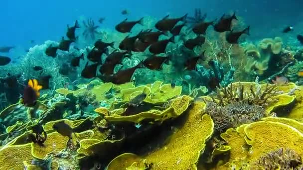 Escuela de peces de coral cerca de corales duros en la pared friwen, el mejor lugar de buceo cerca de Friwen Island, Gam, Raja Ampat, Indonesia — Vídeos de Stock