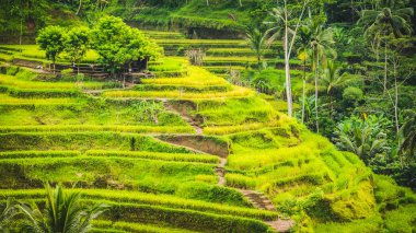 Tegalalang pirinç Teras alanları ve bazı Palm ağaçlar çevresinde, Ubud, Bali, Endonezya