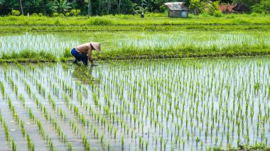 Çiftçi nakli pirinç bir alanda, Bali, Endonezya