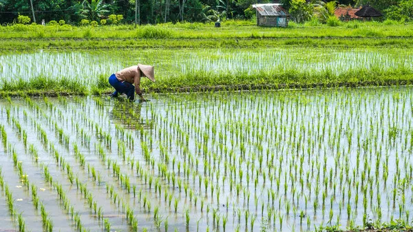 Boer transplantatie rijst in een veld, Bali, Indonesië — Stockfoto