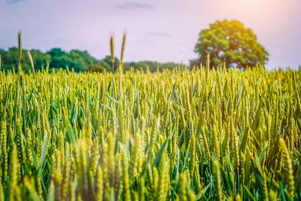 Green wheat field and an oak tree on background — Stock Photo, Image