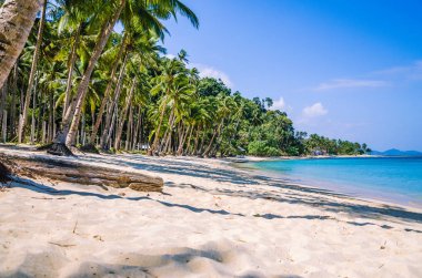 Sandy Beach ile palmiye ağaçları, El Nido Palawan, Filipinler