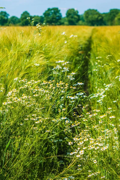 Wild camomile on meadow and wheat. Composition of nature — Stock Photo, Image
