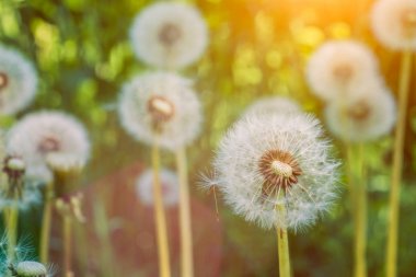Güneş fişekleri altında dandelions blowballs tohumlar downwind başlatmak hazırsınız