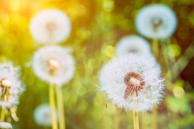 Güneş fişekleri altında dandelions blowballs tohumlar downwind başlatmak hazırsınız