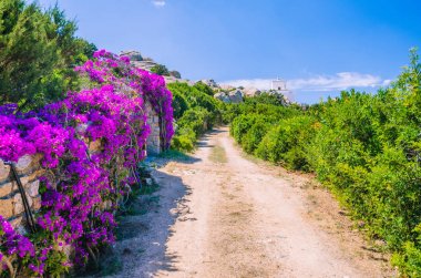 Deniz feneri parlak Lila çiçek yüzü, Porto Rafael, Palau, Sardinya, İtalya için yol