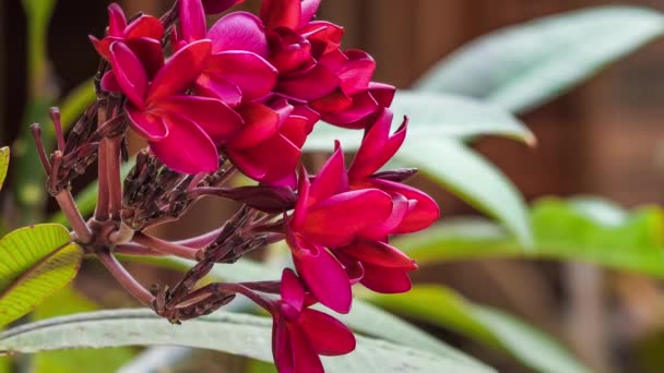 Rote Frangipani oder plumeria Blütenbewegung, mit einigen Aints darauf, geringe Schärfentiefe — Stockvideo