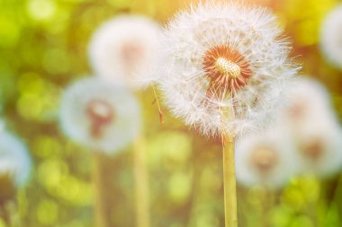 Güneş fişekleri altında dandelions blowballs tohumlar downwind başlatmak hazırsınız