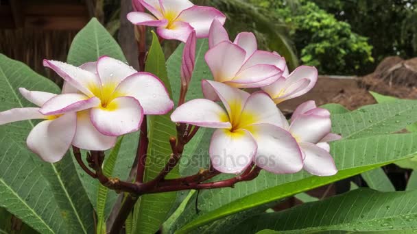 Rama móvil de la flor de plumería lila cubierta por algunas gotas después de la lluvia tropical, poca profundidad de campo — Vídeo de stock