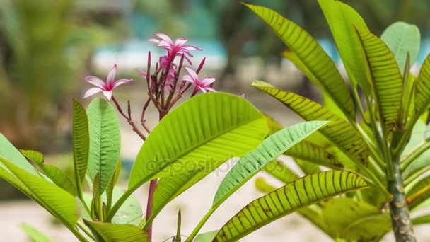 Plumeria rubra fiore con fogliame verde sulla spiaggia di sabbia tropicale sullo sfondo — Video Stock