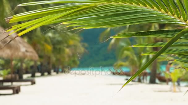 Hoja de palmera tropical en una ligera brisa y playa de arena tropical en el fondo — Vídeo de stock