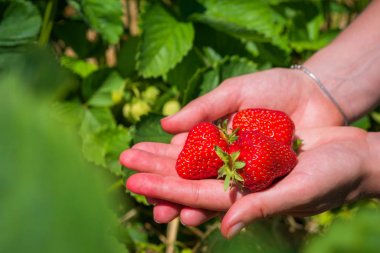 Çileklerin üzerinde taze toplanmış çilekler.