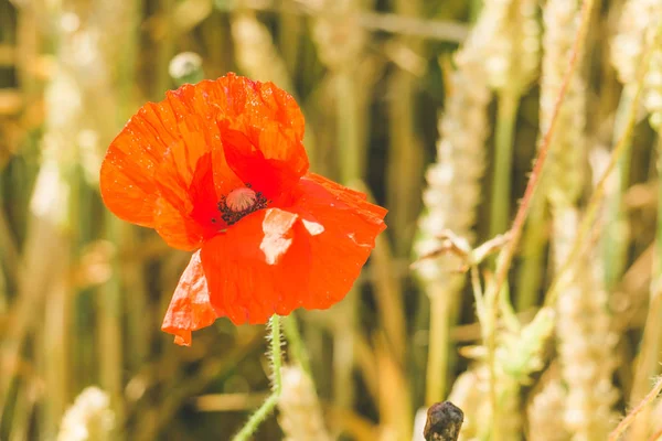 Flor de amapola roja en el campo de trigo maduro — Foto de Stock
