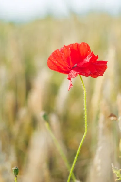 Una flor de amapola roja con fondo desenfocado del campo de trigo maduro — Foto de Stock