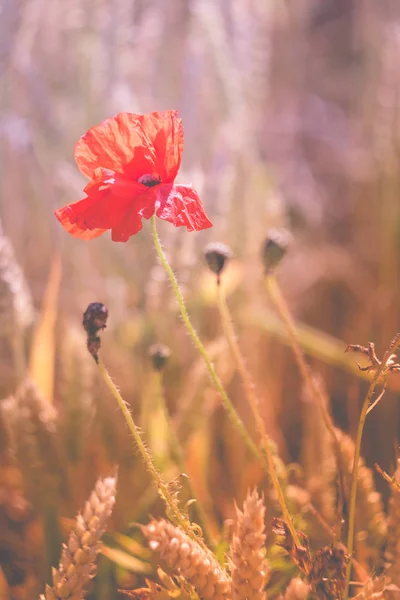 Flor de amapola roja en el campo de trigo maduro. Diseño de colores — Foto de Stock
