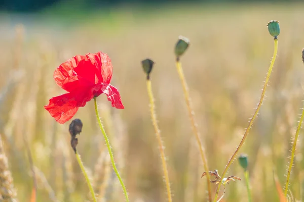 Flor de amapola roja en el campo de trigo maduro. Diseño de colores — Foto de Stock