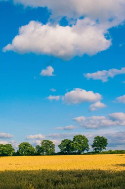 Arka planda yeşil ağaçlar ile under sarı buğday. Yeşil ufukta yukarıdaki mavi gökyüzünde bir beyaz bulutlar ağaçlar. Almanya