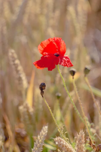 Flor de amapola roja en el campo de trigo maduro. Aspecto plano — Foto de Stock