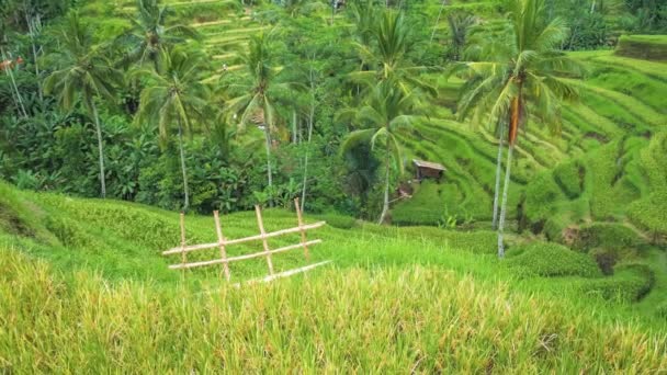 Tegalalang Rice Terrace. Pan footage over rice terrace and palm trees. Bali. Indonesia — Stock Video