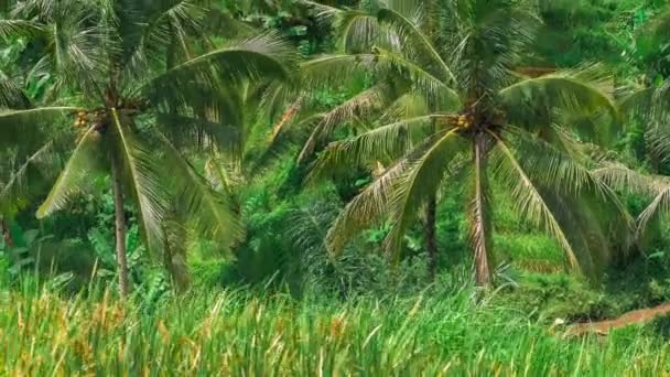 Kokosowe Palmy, przenoszenie przez wiatr na tarasach Tegalalang. Bali. Indonezja — Wideo stockowe