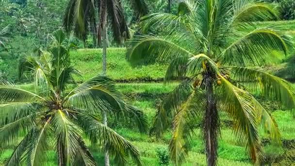 Kokospalmer på Tegalalang ris terrass kaskad. Bali. Indonesien — Stockvideo