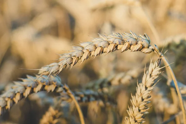 Крупним планом золоті вуха пшениці в сонячних спалахах світла . — стокове фото