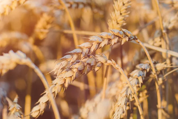 Las espigas doradas de trigo en el campo a la luz del sol se encienden. De cerca. —  Fotos de Stock
