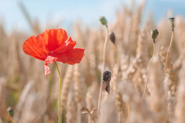 Una flor de amapola roja en un campo de trigo maduro dorado. Cielo azul en el fondo — Foto de Stock