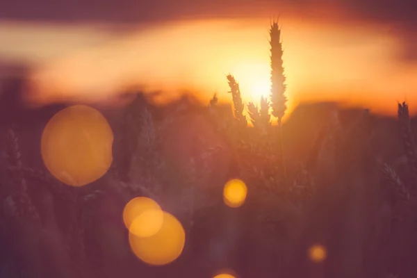 Silhueta de espigas de trigo e palha de grama ao pôr do sol. Luz natural acesa. Bela chama de sol bokeh na frente — Fotografia de Stock