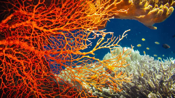 Barevné červené tvrdé korály a některé korálových ryb kolem na Kri, Raja Ampat, Indonésie — Stock fotografie
