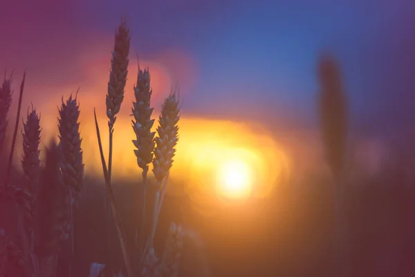 Silhueta de espigas de trigo em luz quente do pôr do sol. Luz natural acesa. Bela chama de sol bokeh — Fotografia de Stock