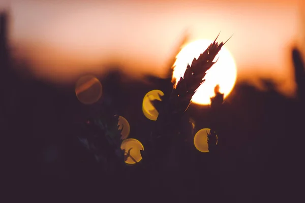 Silhueta de espigas de trigo na frente da bola de sol. Luz do pôr-do-sol acesa. Bela chama de sol bokeh — Fotografia de Stock