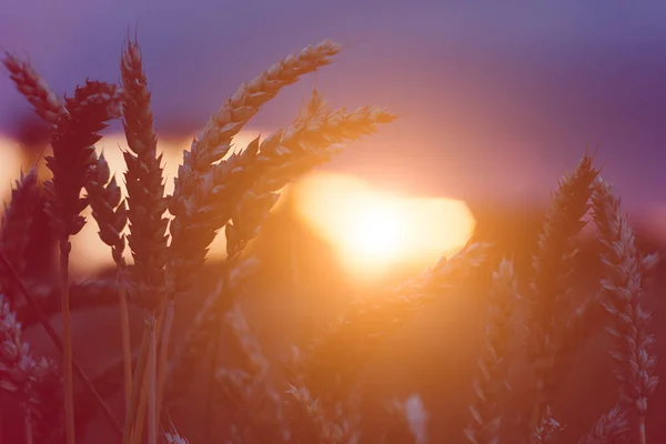 Os vapores de trigo no pôr-do-sol da tarde iluminam com a forma de coração. Luz natural acesa. Bela chama de sol bokeh — Fotografia de Stock