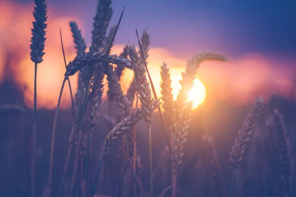Espigas de trigo a la luz del atardecer. Luz natural retroiluminada. Hermosas luces de sol bokeh —  Fotos de Stock